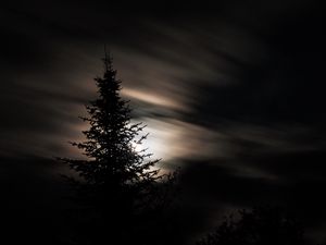 Preview wallpaper tree, silhouette, moon, night