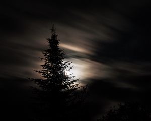 Preview wallpaper tree, silhouette, moon, night