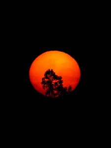Preview wallpaper tree, silhouette, moon, night, art