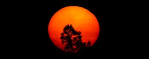Preview wallpaper tree, silhouette, moon, night, art