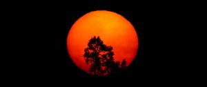 Preview wallpaper tree, silhouette, moon, night, art