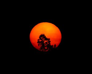 Preview wallpaper tree, silhouette, moon, night, art