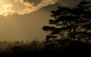 Preview wallpaper tree, silhouette, mountains, twilight, dark