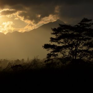 Preview wallpaper tree, silhouette, mountains, twilight, dark