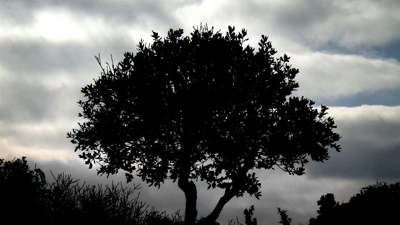 Wallpaper tree, silhouette, night, clouds, grass