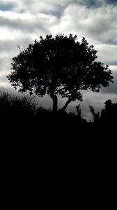 Preview wallpaper tree, silhouette, night, clouds, grass