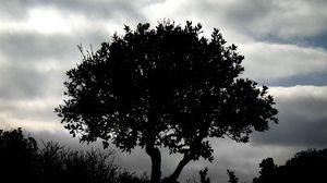 Preview wallpaper tree, silhouette, night, clouds, grass