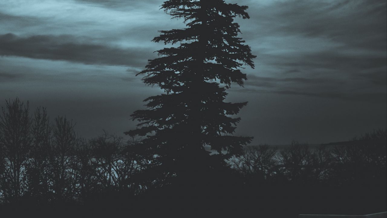 Wallpaper tree, silhouette, night, sky, dark