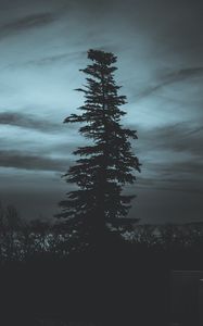 Preview wallpaper tree, silhouette, night, sky, dark