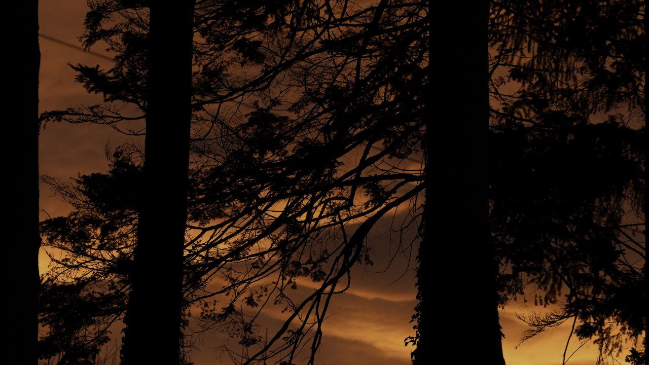 Wallpaper tree, silhouette, night, dark, grass