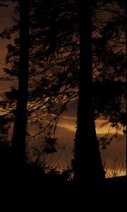 Preview wallpaper tree, silhouette, night, dark, grass