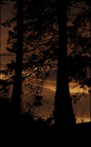 Preview wallpaper tree, silhouette, night, dark, grass