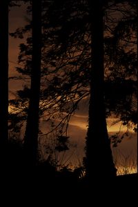 Preview wallpaper tree, silhouette, night, dark, grass