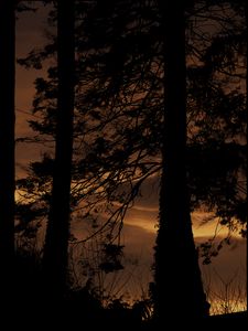 Preview wallpaper tree, silhouette, night, dark, grass