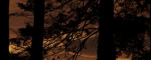 Preview wallpaper tree, silhouette, night, dark, grass