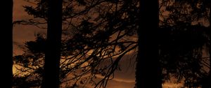 Preview wallpaper tree, silhouette, night, dark, grass