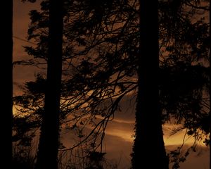 Preview wallpaper tree, silhouette, night, dark, grass