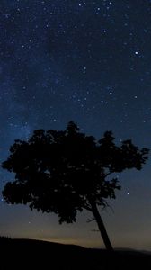 Preview wallpaper tree, silhouette, night, stars, starry sky