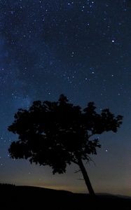 Preview wallpaper tree, silhouette, night, stars, starry sky