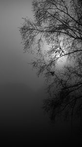 Preview wallpaper tree, silhouette, night, moon, bw