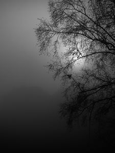 Preview wallpaper tree, silhouette, night, moon, bw