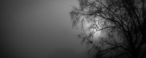 Preview wallpaper tree, silhouette, night, moon, bw