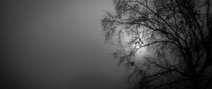 Preview wallpaper tree, silhouette, night, moon, bw