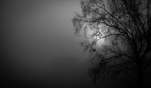 Preview wallpaper tree, silhouette, night, moon, bw
