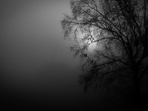 Preview wallpaper tree, silhouette, night, moon, bw