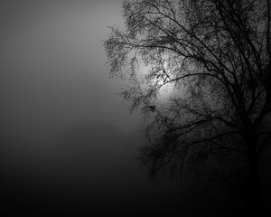 Preview wallpaper tree, silhouette, night, moon, bw