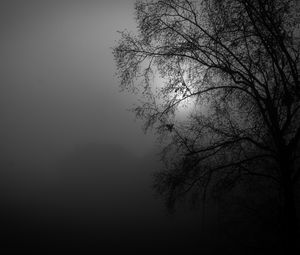 Preview wallpaper tree, silhouette, night, moon, bw