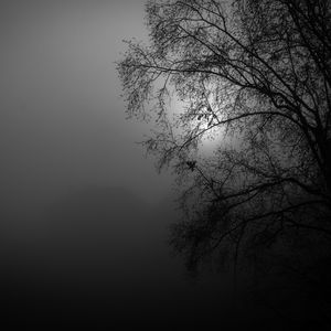 Preview wallpaper tree, silhouette, night, moon, bw