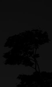 Preview wallpaper tree, silhouette, night, dark, black