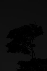 Preview wallpaper tree, silhouette, night, dark, black