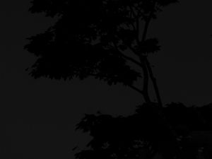 Preview wallpaper tree, silhouette, night, dark, black