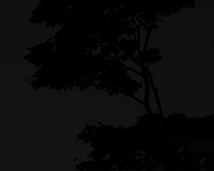 Preview wallpaper tree, silhouette, night, dark, black