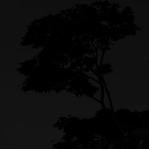 Preview wallpaper tree, silhouette, night, dark, black
