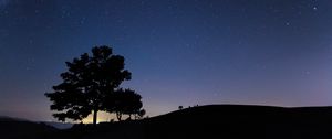 Preview wallpaper tree, silhouette, night, starry sky