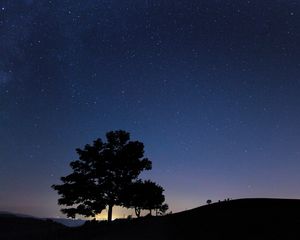 Preview wallpaper tree, silhouette, night, starry sky