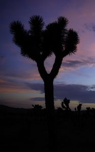 Preview wallpaper tree, silhouette, prairie, dusk