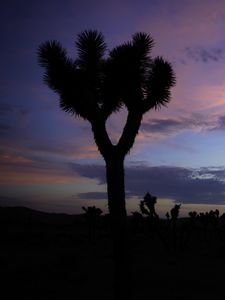 Preview wallpaper tree, silhouette, prairie, dusk