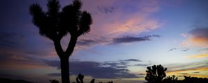 Preview wallpaper tree, silhouette, prairie, dusk