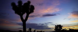 Preview wallpaper tree, silhouette, prairie, dusk