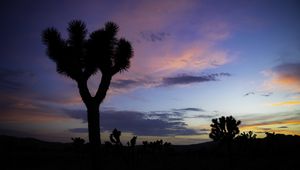 Preview wallpaper tree, silhouette, prairie, dusk