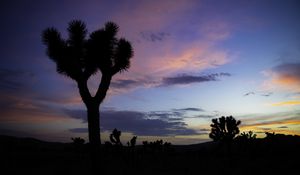 Preview wallpaper tree, silhouette, prairie, dusk