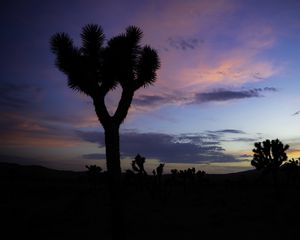 Preview wallpaper tree, silhouette, prairie, dusk