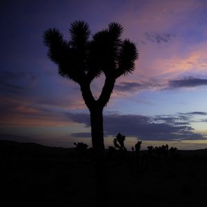 Preview wallpaper tree, silhouette, prairie, dusk