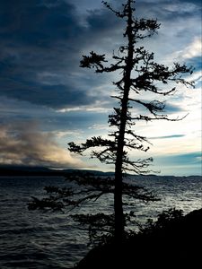 Preview wallpaper tree, silhouette, sea, shore, dark