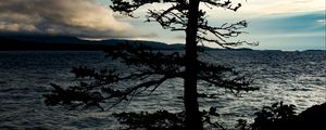 Preview wallpaper tree, silhouette, sea, shore, dark