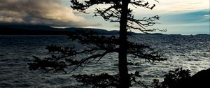Preview wallpaper tree, silhouette, sea, shore, dark